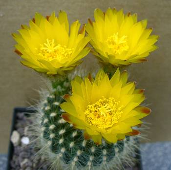Notocactus aurisetus var. longispinus n.n. HU 73 Notocactus aurisetus var. longispinus n.n. HU 73