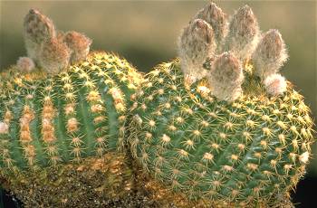 Notocactus blaauwianus