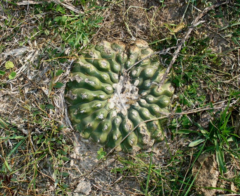 Notocactus calvescens Foto NGerloff