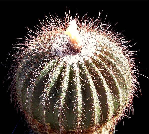 Notocactus claviceps Foto Henßen