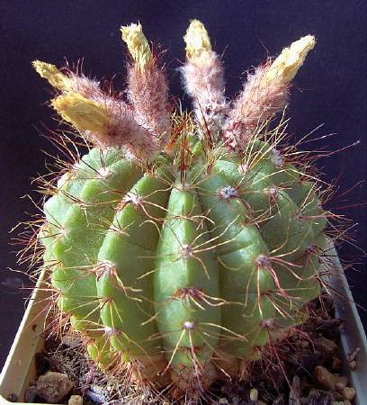 laetivirens fa densispinus