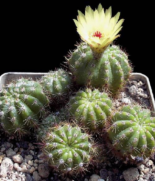 Foto Henßen Notocactus glaucinus var laetivirens