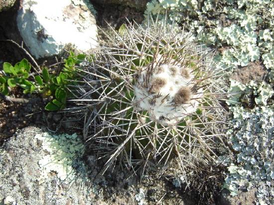 Notocactus langsdorfii var longispinus Foto FAJaekel