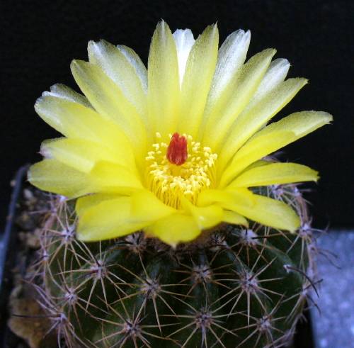 Notocactus linkii FA002