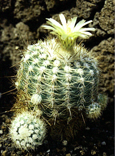 Foto NGerloff Notocactus mueller-melchersii f gracilispinus
