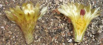 Notocactus multicostatus Gf 201 Blütenschnitt