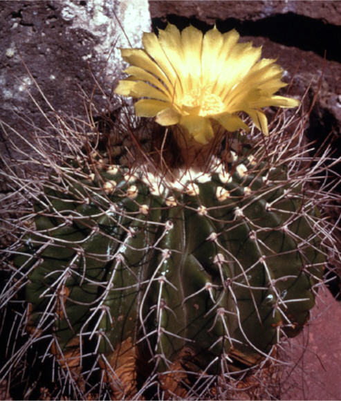 Notocactus nigrispinus Autor unbekannt