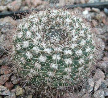 Notocactus nigrolepthacanthus