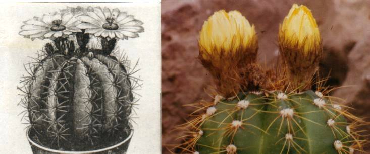  Notocactus ottonis var. paraguayensis