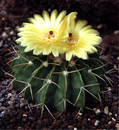 Notocactus sellowii fa pauciareolatus Foto NGerloff