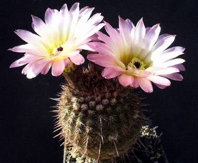 Notocactus rutilans
