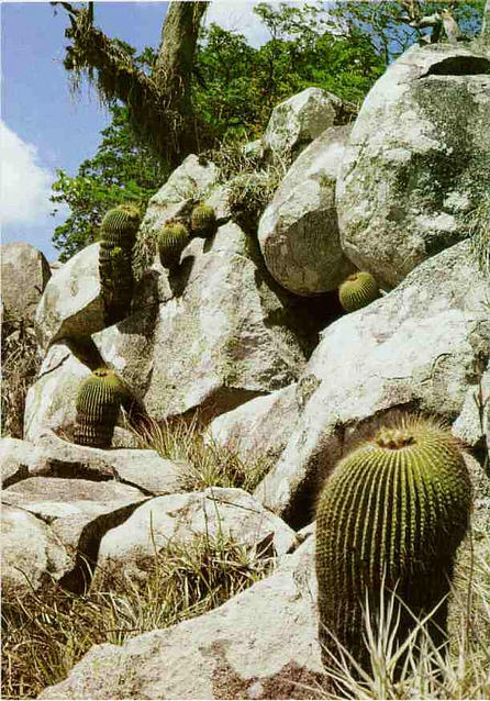 Notocactus schumannianus Foto vom Standort