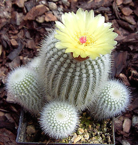 Foto Henßen Notocactus scopa fa albicans