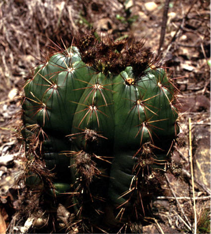 Notocactus oxycostatus fa securituberculatus