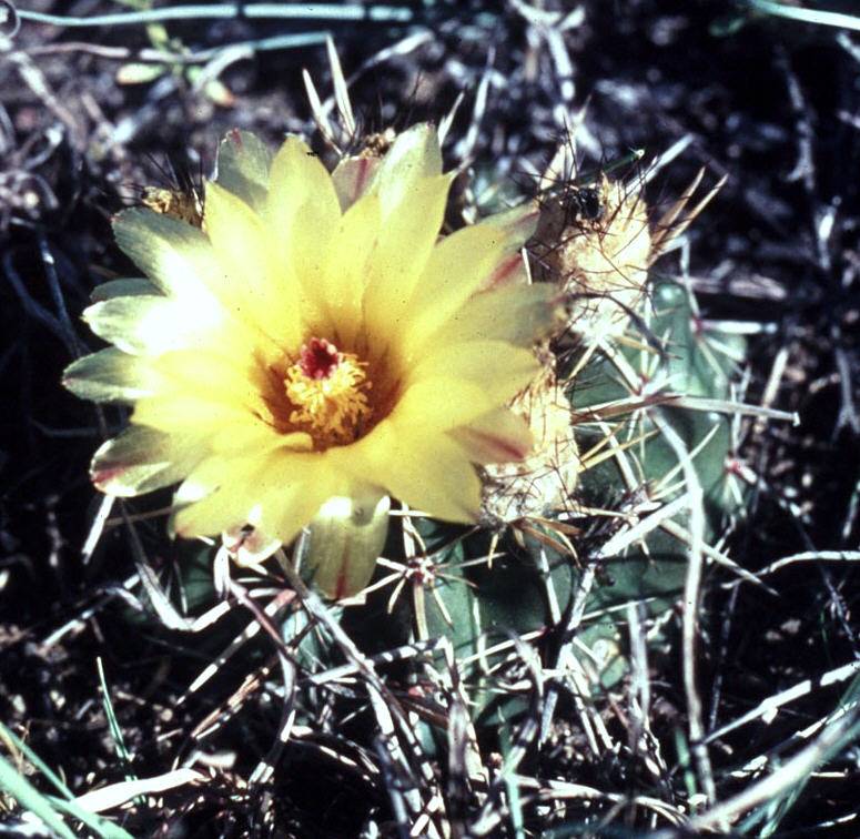 Foto NGerloff Notocactus submammulosus