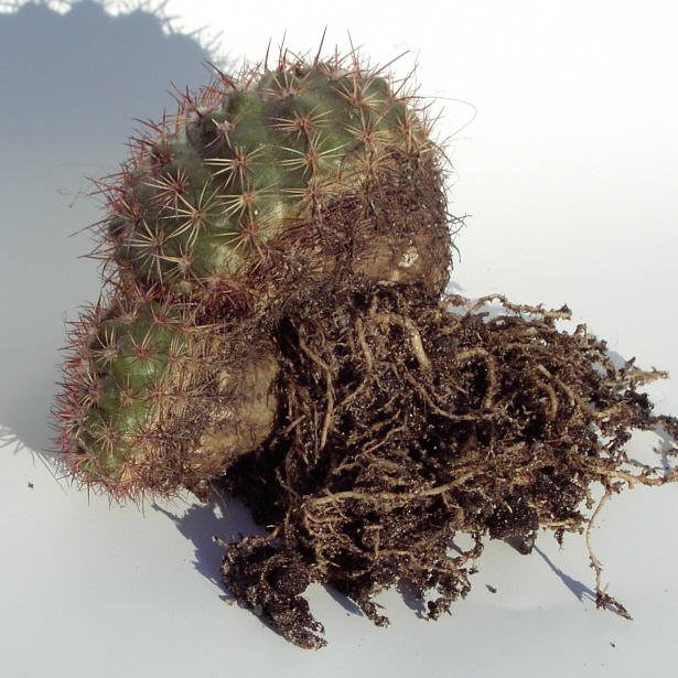 Notocactus mammulosus Foto Henßen