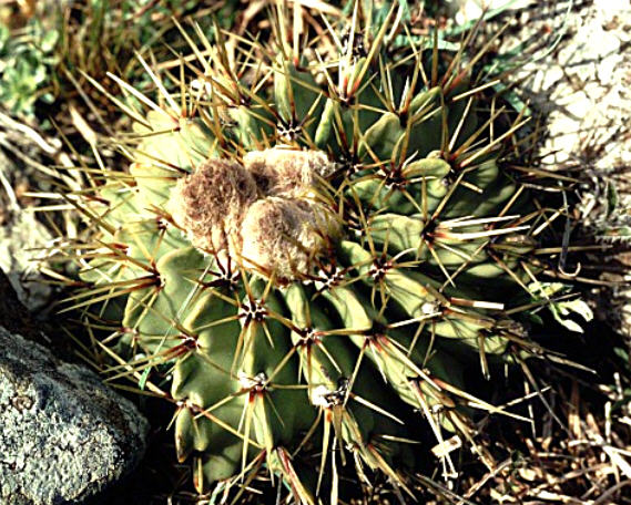 Notocactus buiningii Foto Gerloff
