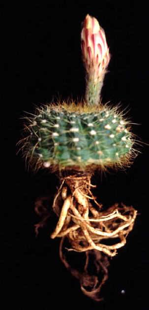 Notocactus concinnus var aceguensis