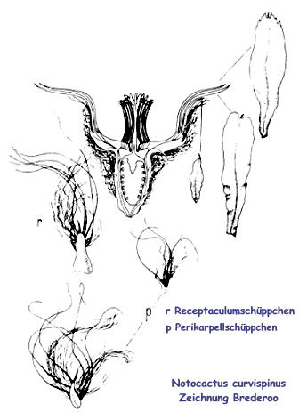 Blütenschnitt von Notocactus curvispinus Zeichnung Brederoo