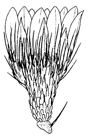 Blüte von Notocactus herteri