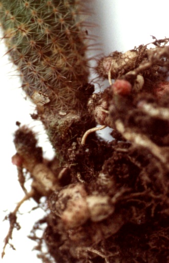 Wurzeln von Notocactus minimus Foto Henßen