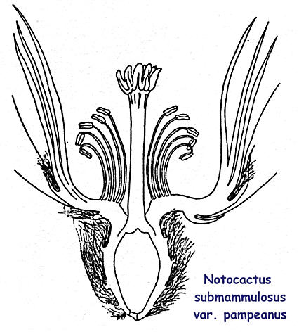 Zeichnung eines Blütenschnitts von Notocactus submammulosus