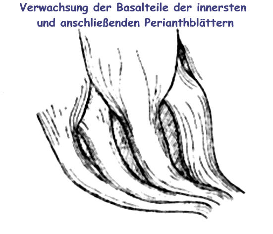 Zeichnung der Perianthblätter
