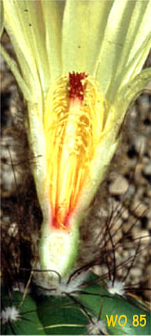 Notocactus spec WO 85 Foto und Schnitt NGerloff