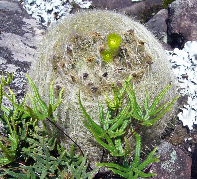 Notocactus graessneri Foto NGerloff