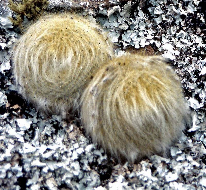 Notocactus graessneri Foto Henßen