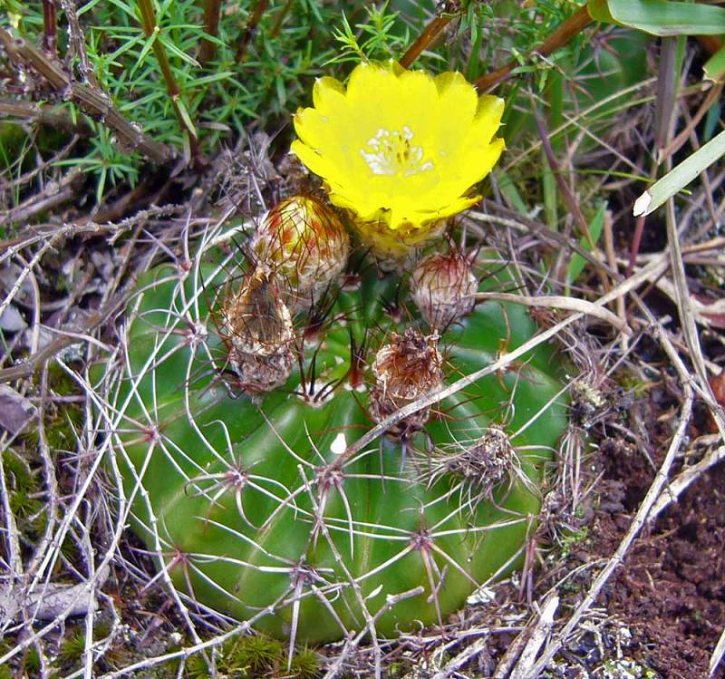 Notocactus linkii var. bueneckeri Foto NGerloff