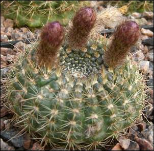 Notocactus concinnus Notocactus concinnus