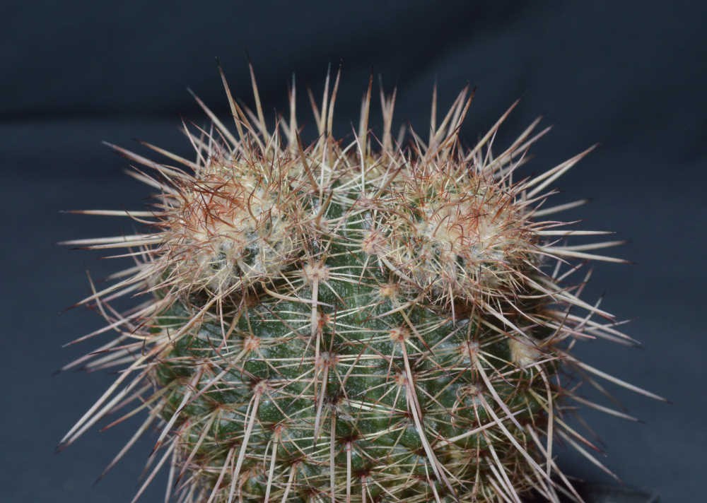 Ungewollte Sprossbildung an Notocacteen