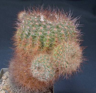 b2ap3_thumbnail_1.-Notocactus-bommeljei.jpg