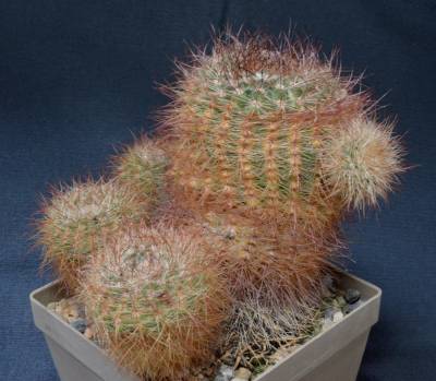 b2ap3_thumbnail_3.-Notocactus-bommeljei.jpg