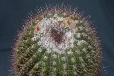 b2ap3_thumbnail_Notocactus-katharinae.jpg