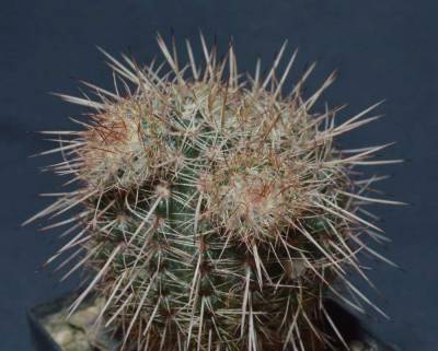 b2ap3_thumbnail_Notocactus-permutatus-Gf-886.jpg