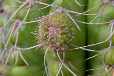 b2ap3_thumbnail_Notocactus-uebelmannianus-HU-78.JPG