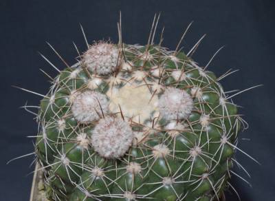 b2ap3_thumbnail_Notocactus-uebelmannianus-f.-flaviflorus.jpg