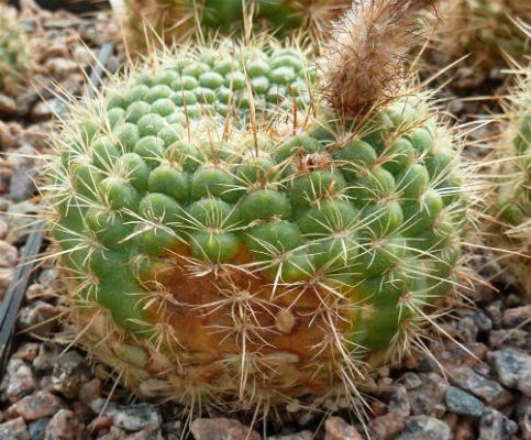 N. concinnus WR 348 mit Verkorkung