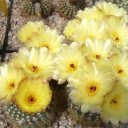 Setacei-Blüten