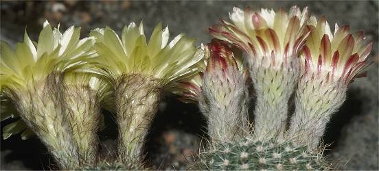 Blütenvergleich N. tabularis (links) und N. bommeljei (rechts)