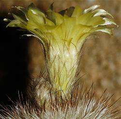 Blüte des Notocactus brederooianus