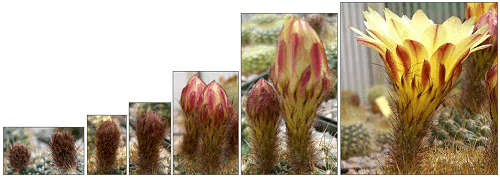 Knospen- und Blütenentwicklung bei N. concinnus