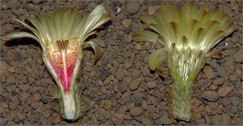 Notocactus concinnus var.eremiticus FR 1390 Blütenschnitt