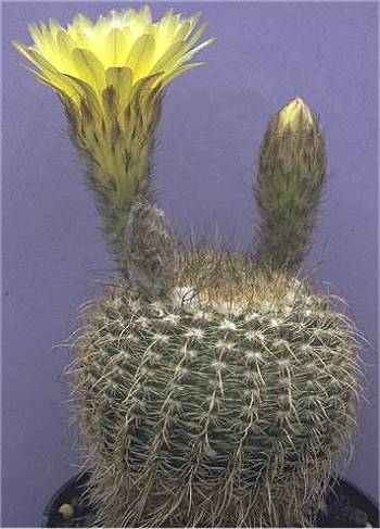 Notocactus concinus var. olimarensis PR 93