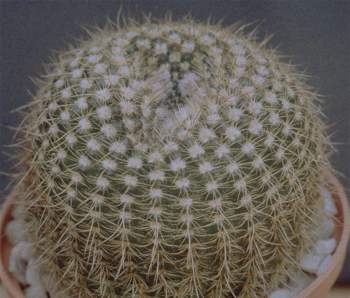 Notocactus concinnus var. polancoensis PR 89