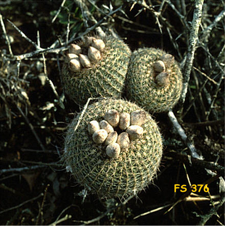 Notocactus rauschii am Standort