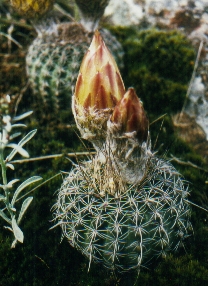 Notocactus vilanovaensis